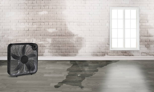 Best Water damage restoration process  in Buchanan, MI